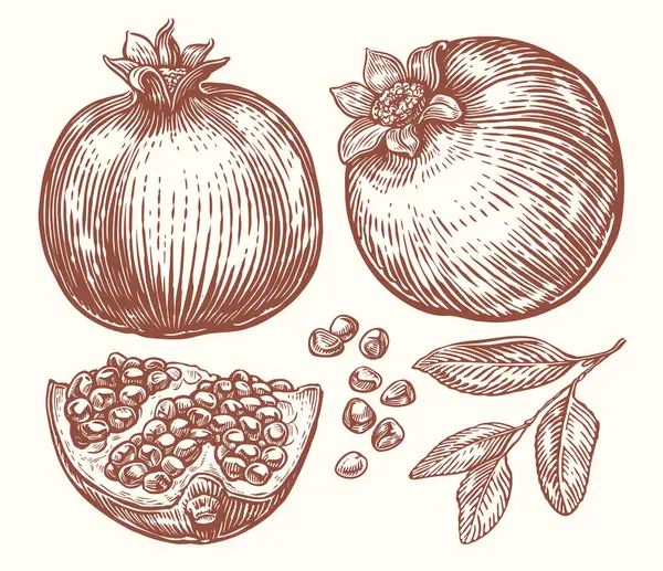 Dibujo Granada Ilustración Vectorial Frutas Tropicales Dibujadas Mano Bosquejo Comida — Archivo Imágenes Vectoriales