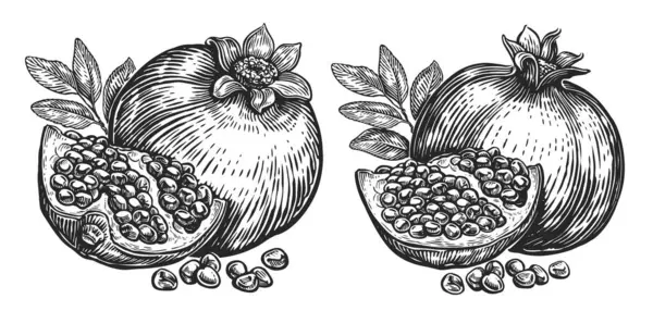 Dojrzałe Owoce Granatu Wyizolowane Białym Tle Ręcznie Rysowane Vintage Szkic — Wektor stockowy