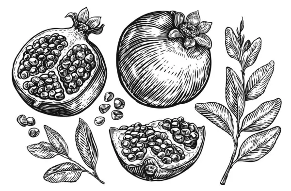 Nar Meyveleri Tasarım Için Izole Edilmiş Elementler Çizim Çizimi — Stok Vektör