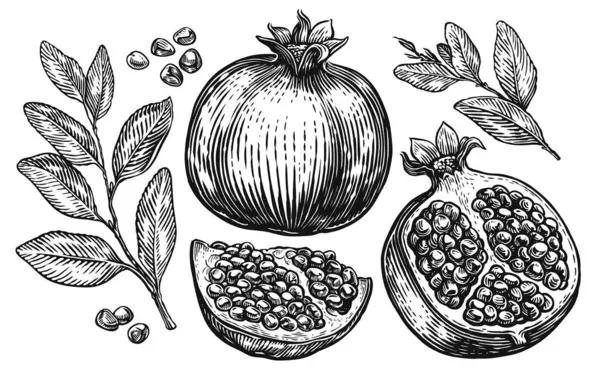 Φρούτα Ροδιού Απομονωμένο Σύνολο Στοιχείων Για Σχεδιασμό Χέρι Σχεδίασης Εικονογράφησης — Διανυσματικό Αρχείο