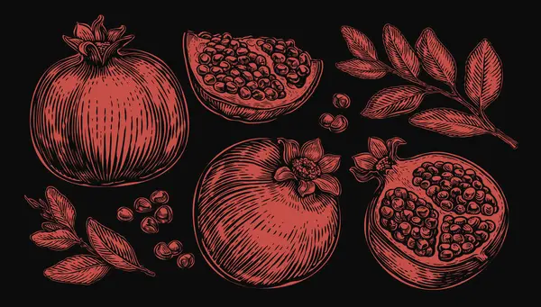 Sammlung Von Granatapfel Mit Isolierten Blättern Auf Schwarzem Hintergrund Handgezeichnete — Stockvektor