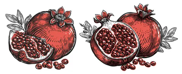 種子と葉が付いているポメグラネート トロピカルフルーツ 手描きベクターイラスト — ストックベクタ