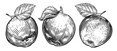 Yapraklı elma meyvesi, taslağı hazırla. Vintage oymacılık tarzında el yapımı meyveler. Vektör illüstrasyonu