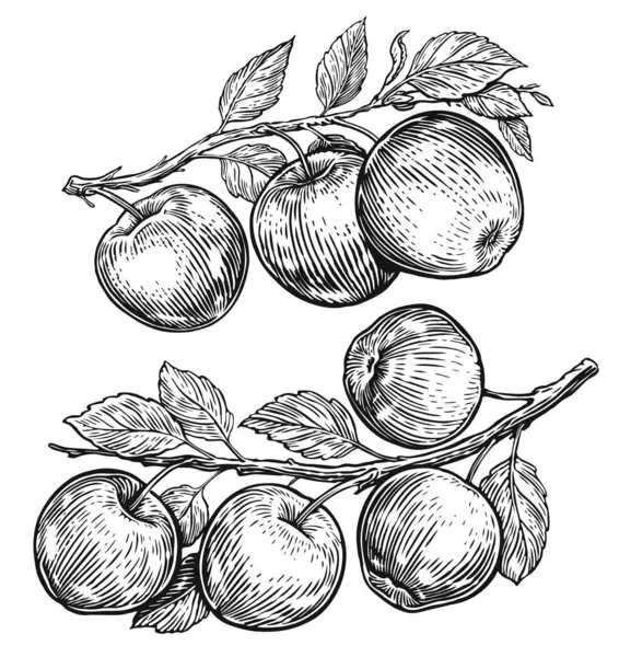 葉が付いている枝のリンゴ ヴィンテージ彫刻スタイルで手描きのフルーツ図面 スケッチイラスト — ストックベクタ