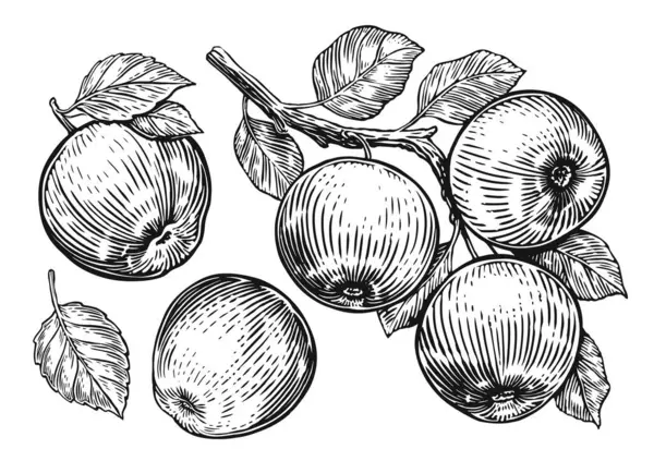 Mele Con Foglie Disegni Frutta Stile Incisione Vintage Illustrazione Schizzo — Vettoriale Stock
