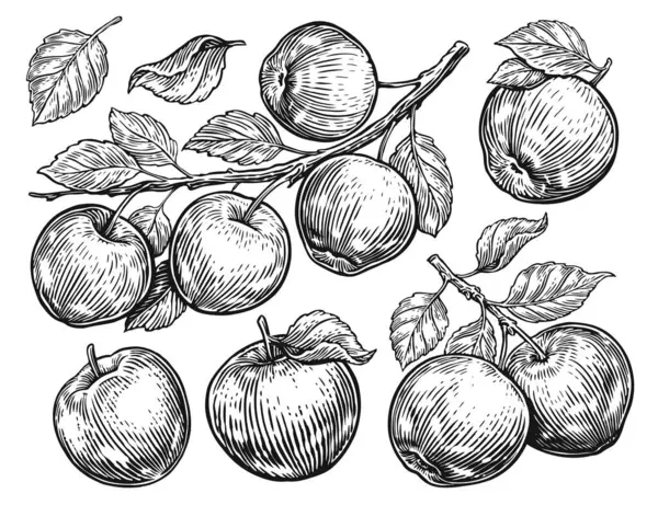 Elmalı Yapraklı Çizimler Meyveli Çizimi Eski Taslak Oymacılığı — Stok Vektör