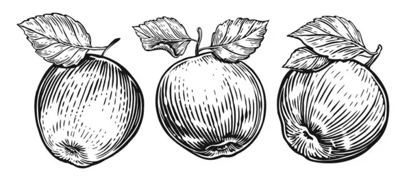 Set Mele Disegnate Mano Schizzo Frutta Illustrazione Bianco Nero — Foto Stock