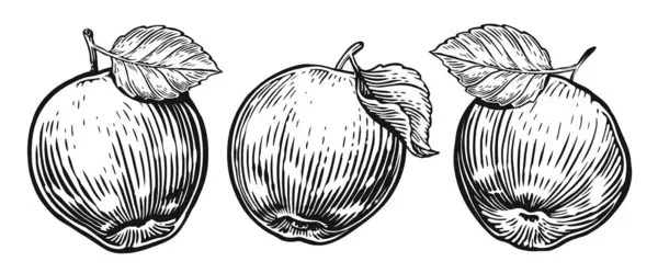 Mela Foglia Tratte Mano Frutta Set Schizzo Illustrazione Bianco Nero — Foto Stock