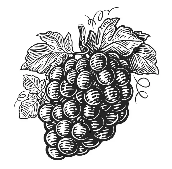 Trauben Mit Beeren Und Blättern Vom Weinberg Handgezeichnete Skizze Von — Stockfoto