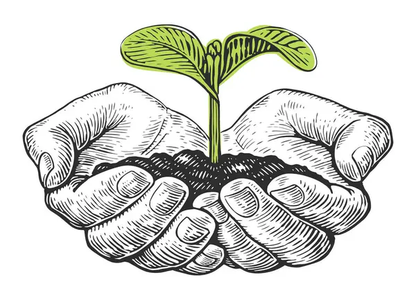 Human Hands Holding Young Plant Sketch Vector Hand Open Palm — Vector de stock