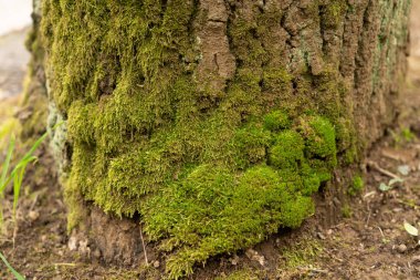 Green moss growing on tree roots close-up as nature fresh air concept in park or forest scenery