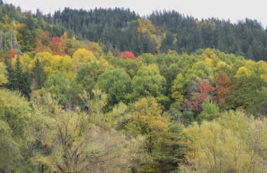 Bulgaristan 'ın yüksek dağlarıyla çevrili çarpıcı bir sonbahar manzarası, pek çok renk ve ağaçla çevrili.
