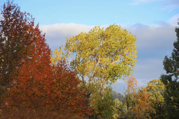 Een Foto Van Een Prachtige Herfstlandschap Met Veel Kleuren Bomen — Stockfoto
