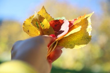 Bir avuç renkli yaprağın olduğu sonbahar konsepti, açık hava çekimi.