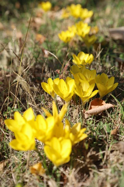 Closeup Picture Beautiful Yellow Crocuses Spread Autumnal Garden Sunny Day — Stock Photo, Image