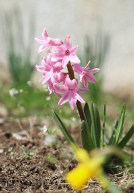 Güneşli bir bahçede güzel renkli bir sümbül olan bir bahar resmi.