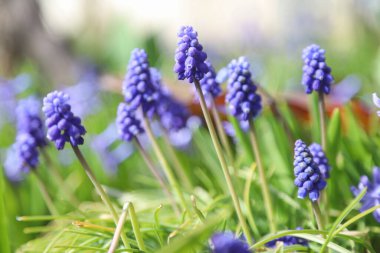 Güneşli bir bahçede güzel taze bitkilerin olduğu ilkbahar konsepti, açık hava çekimi.