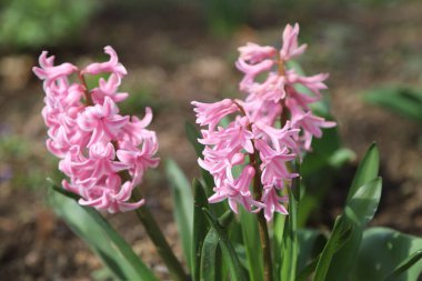 Güneşli bir bahçede güzel renkli bir sümbül olan bir bahar resmi.