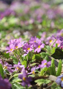 Güneşli bir bahçede güzel taze bitkilerin olduğu ilkbahar konsepti, açık hava çekimi.