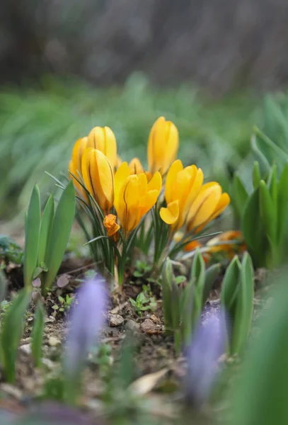 Красивый Цветок Крокуса Весеннем Саду Открытый Снимок — стоковое фото