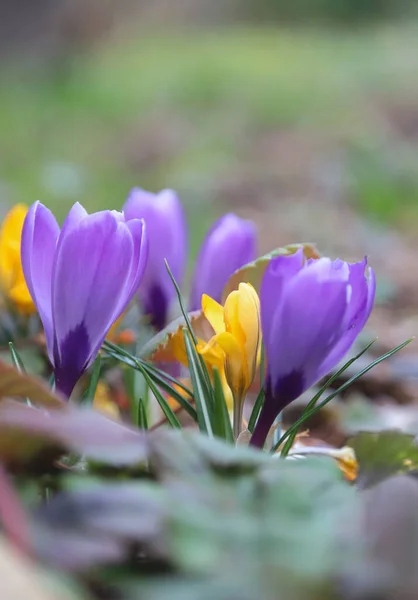Beautiful Crocus Flower Spring Garden Outdoor Shot — Stock Photo, Image