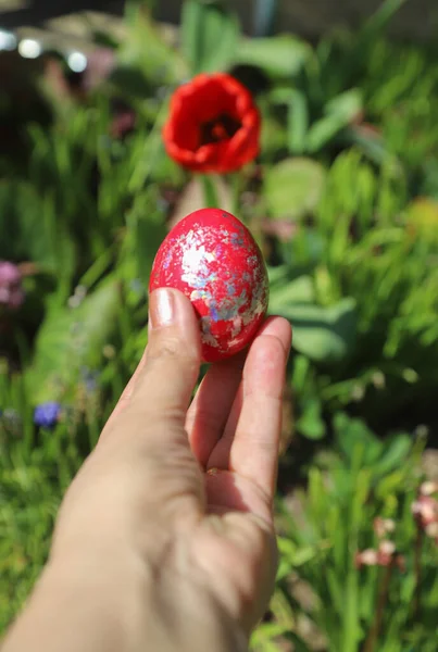 手里拿着一个红蛋的复活节概念 在一个开满鲜花的春天花园里 在户外射精 — 图库照片