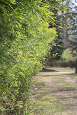 Yeşil ağaçlar, çalılar, taze çimenler ve güzel bir parkta mavi gökyüzü olan manzara.