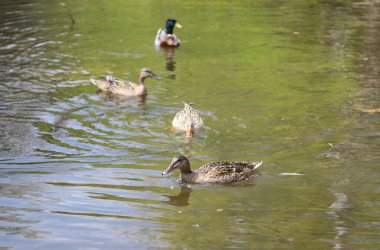 Yeşil çimlerle çevrili yeşil ağaçlarla çevrili küçük bir gölet güzel bir bahar parkında.