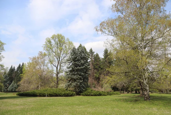 Yeşil Ağaçlar Çalılar Taze Çimenler Güzel Bir Parkta Mavi Gökyüzü — Stok fotoğraf