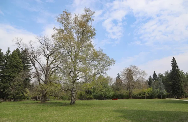 Пейзаж Большим Количеством Зеленых Деревьев Кустарников Свежая Трава Голубое Небо — стоковое фото