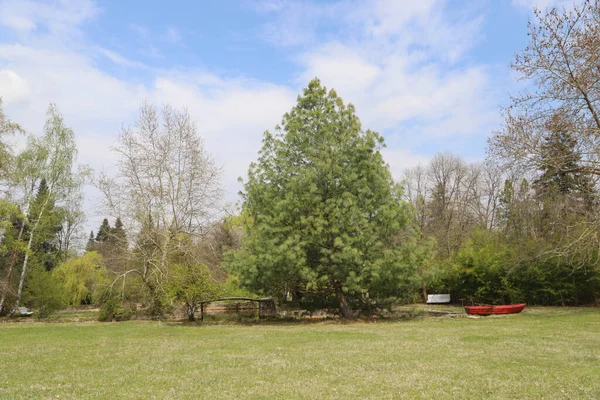Yeşil Ağaçlar Çalılar Taze Çimenler Güzel Bir Parkta Mavi Gökyüzü — Stok fotoğraf