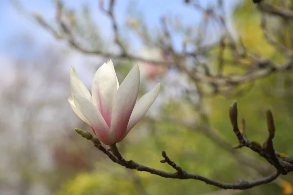 Spring Concept Amazing Magnolia Tree Shot Outdoor Beautiful Day — Stock Photo, Image
