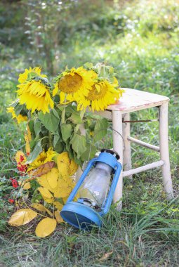 Ayçiçekleri, sarı yapraklar, eski bir fener ve kırsal bir bahçede eski bir sandalye.