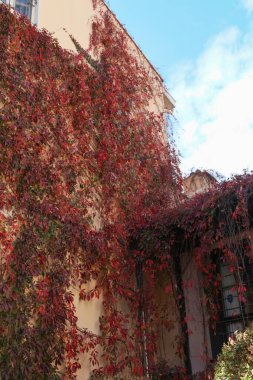 Sonbaharın elementleri. Şehir cephesindeki renkli sonbahar çalılarının yakın çekimi. Detaylar.