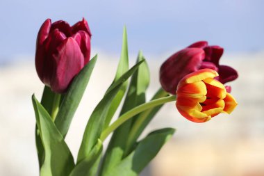 Güneşli bir günde dışarıda çekilen güzel renkli taze laleler.