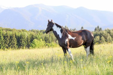 Güzel atlarla çevrili yaz manzarası inanılmaz bir manzarayla çevrili, açık hava çekimi.