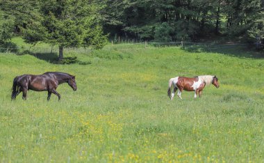 Güzel atlarla çevrili yaz manzarası inanılmaz bir manzarayla çevrili, açık hava çekimi.