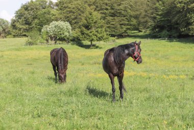 Güzel atlarla çevrili yaz manzarası inanılmaz bir manzarayla çevrili, açık hava çekimi.