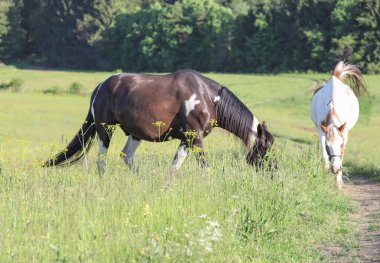 Güzel atlarla çevrili yaz manzarası inanılmaz bir manzarayla çevrili, açık hava çekimi.