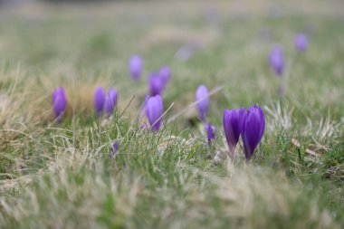 Kır çiçekleriyle dolu kırsal alanın bahar görüntüsü, genel görünüm