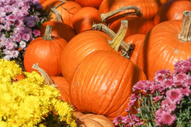 Cadılar Bayramı konsepti. Dekoratif balkabakları ve sonbahar çiçekleri. Açık hava çekimi.