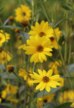 Closeup picture of beautiful autumnal yellow flowers, outdoor shot clipart