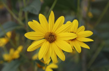 Closeup picture of beautiful autumnal yellow flowers, outdoor shot clipart