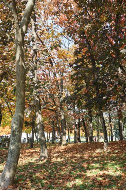 Ekim 'de parkta bir sürü renkli ağaç bulunan sonbahar konsepti