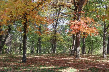 Autumnal concept on October with lots of colorful trees in the park clipart