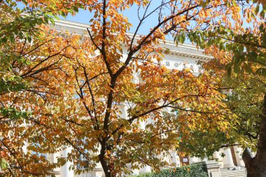 Bulgaristan 'ın Sofya kentinin önündeki güzel renkli ağaçların olduğu sonbahar konsepti