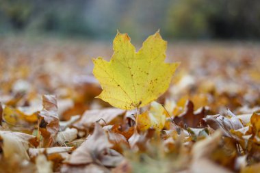 Autumnal concept with lots of fallen colorful leaves as background and a single leaf as foreground, suitable for wallpaper and texture clipart