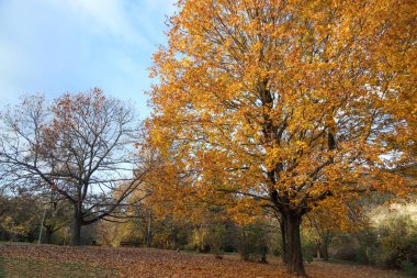 Kırsal ormanda rengarenk ağaçlarla dolu sonbaharın resimli görüntüsü.