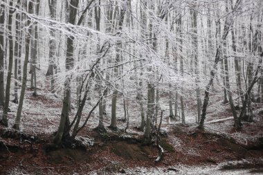 Foggy white winter in a frozen forest near a rural road clipart