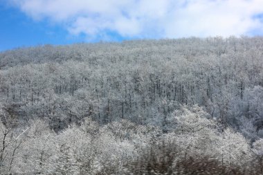 Güzel, sık bir ormanda, karlı bir kış. Dağların tepesinde, gündüz vakti.